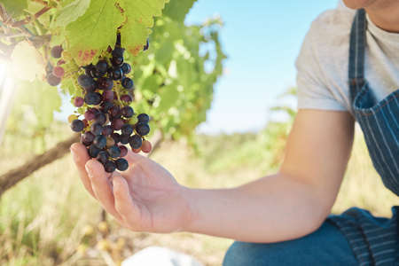 Growth, black grapes and vineyard farmer hands picking or harvesting organic bunch outdoors for quality choice, agriculture industry or market. A worker checking vine fruit from tree plant to harvestの写真素材