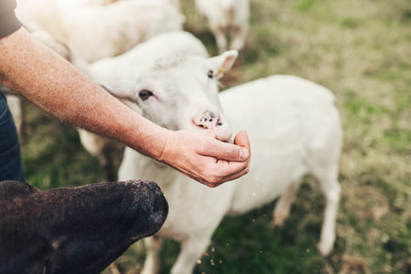 Here you go little fella. a unrecognizable farmer feeding a little lamb with his hand outside on a farm during the day.の写真素材