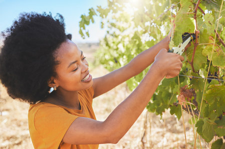 Farmer pruning grapes in a vineyard estate, fruit orchard and nature farm for agriculture, wine and...