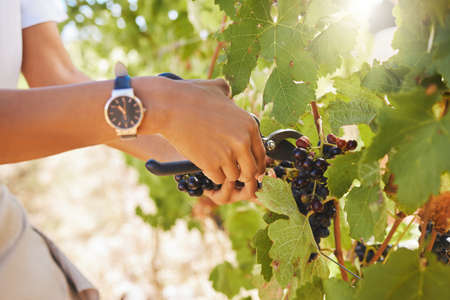 Farmer pruning grapes in a vineyard, fruit orchard and farm estate with hand shear for wine and alcohol production. Closeup of fresh bunch of ripe, sweet and natural harvest for agriculture industryの写真素材