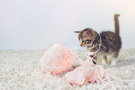 Studio shot of an adorable tabby kitten playing with a ball of wall.の写真素材