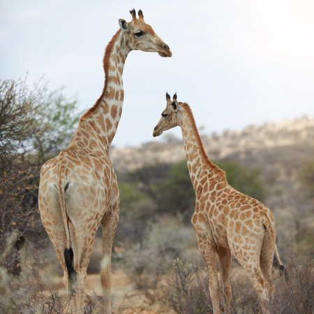 Where the wild things are. two giraffes standing in their natural habitat.の写真素材