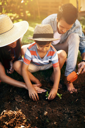 more than a seed is planted in a garden. a family gardening together in their backyard.の写真素材