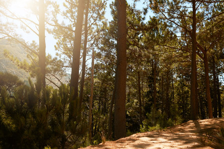 Wild pine trees growing in forest, woods and mountain with lens flare. Scenic landscape of tall, long and lush plants in nature outdoors. Peaceful, calm and natural view to hike, explore and travelの写真素材