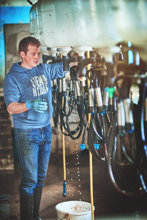 Milking it in the dairy business. a farmer preparing the cow milking equipment on a dairy farm.の写真素材