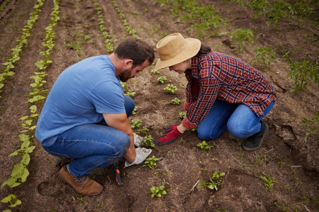 Sustainable farming couple planting, growing and gardening vegetable crops or plants in soil, dirt...