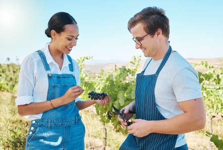 Farmers, teamwork and taste while pick fresh red grapes off plant in vineyard. Young man and woman alone test crops and produce to examine on wine farm. Checking fruit harvest with a smile in natureの写真素材