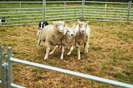 Go boy go. a determined young dog chasing three sheep into a pen outside during the day.の写真素材
