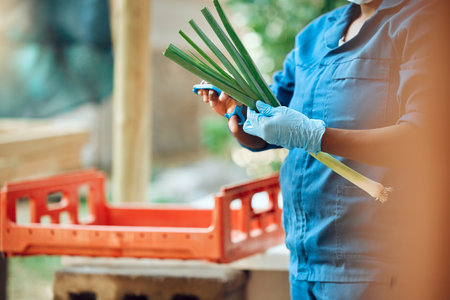 Agriculture, farming and harvesting organic vegetables and produce. Farm or supermarket worker wearing hygiene gloves while cutting fresh green onions or scallions to prepare for selling or shippingの写真素材