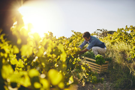 Grown with love and care. a young man tending to his crops on a farm.の写真素材