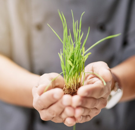 Growth is a steady process. an unrecognizable mans hands holding budding grass.の写真素材