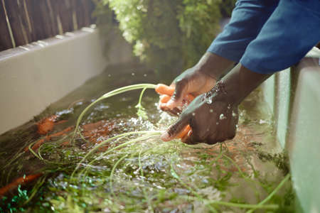 Farm worker hands cleaning carrot from nature, agriculture and sustainability garden to sell and trade at farmer market. Food nutrition, healthy plant growth and ecology of natural vegetable farmingの写真素材