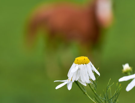 Daisy - Marguerite. Garden photos - the beautiful Daisy - Marguerite.の写真素材