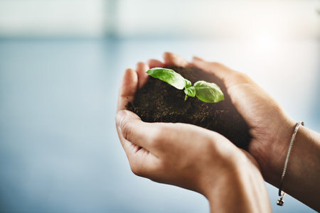Growth, innovation and plant in hands of ecology entrepreneur showing development and sustainability in green business. Woman holding and supporting seed in soil in a growing startup with lens flareの写真素材