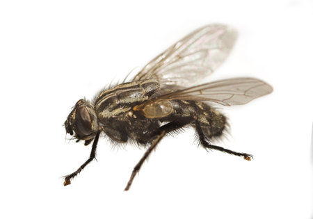 Housefly - Musca domestica. A photo of an ordinary housefly (Musca domestica).