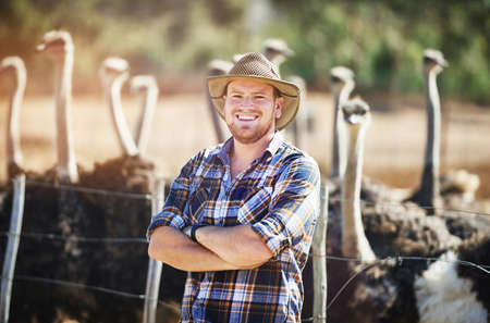 Farmers dont get days off. a man on his ostrich farm.の写真素材