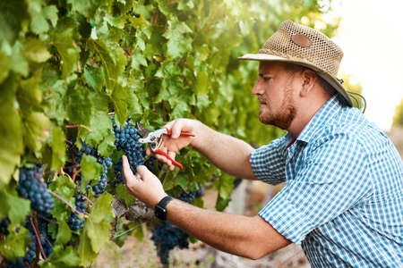 Hes in charge of maintenance around the vineyard. a farmer harvesting grapes.