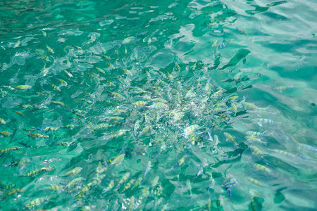 Deep sea encounters. fish swimming at the surface of water.