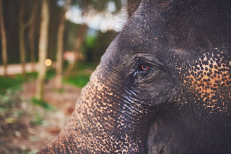 Wise eyes. Close up shot of an elephant standing in the jungle.