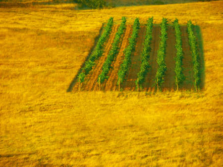 Sustainability, agriculture and wheat field growth in the countryside, with vibrant green crops at...