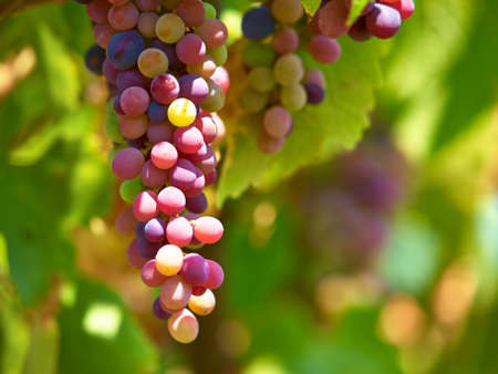 Red grapes or fruit growth in a wine farm or vineyard during spring or summer in the countryside....