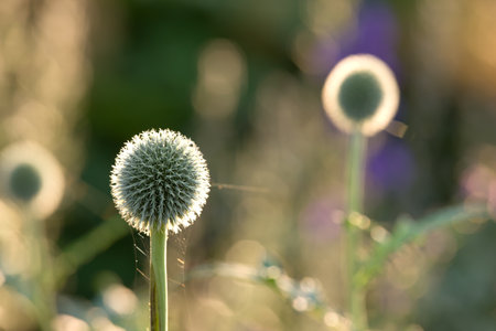 Globe Thistle flowers. Blue Globe Thistle Flowers, known as Echinops and stalwart perennial. Latin...