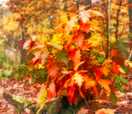 The colors of autumn - Marselisborg Forests. Marselisborg Forests or simply Marselisborg Forest, is...