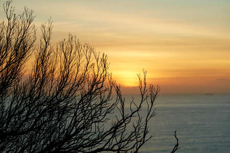Autumn by the sea - tree in front. Autumn tree by the sea - sunset and tree.の写真素材