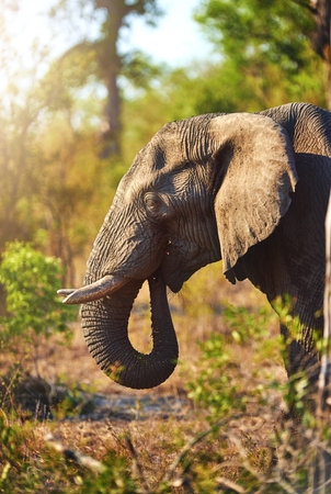 Enjoying an afternoon snack. an elephant in its natural habitat.の写真素材