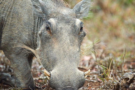 Hes such a camera hog. a warthog in its natural habitat, South Africa.の写真素材