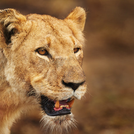 Shes on the hunt again. a lioness on the plains of Africa.