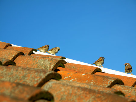 Hungry garden sparrows. A photo of sparrows sitting on the roof(Denmark).の写真素材