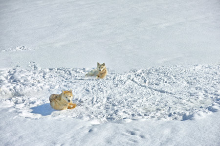 Sled dogs in city of Ilulissat - Greenland. Sled dog - 7000 sled dogs in the city of Ilulissat, at city with a population of 4500 people, Greenland, Denmark. The month of May.の写真素材