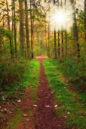 Lush forest in the spring. A photo of a trail in the forest in springtime.