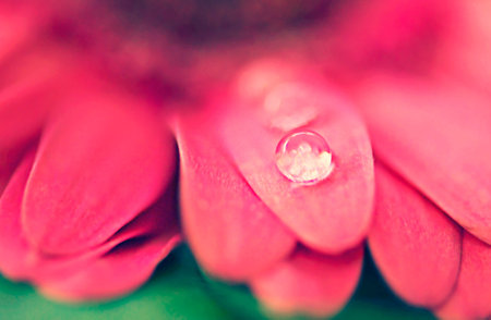 The morning dew settling on the petals. Closeup shot of water droplets on a leaf.の写真素材