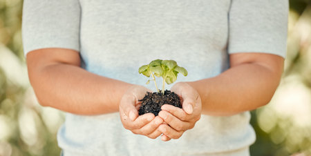 Hand, plant and soil with growth in the hands of a woman for sustainability and development of an...