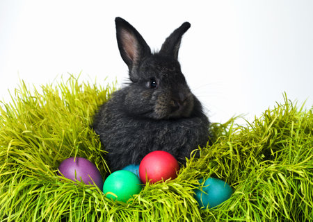 Were all family here. Studio shot of a cute rabbit on the grass with an assortment of brightly...