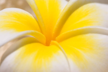 A photo of beautiful Hawaiian flowers on a sunny dayの写真素材
