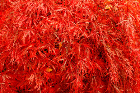 A photo of nature in autumn colors