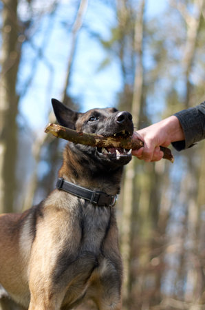 Give it back boy. an owner taking a stick back from his alsation.の写真素材
