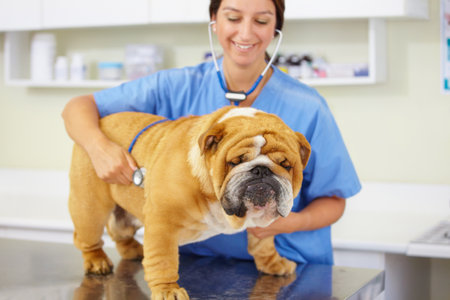 Strong and healthy bulldog. a young vet examining a large bulldog sitting on an examination table.の写真素材
