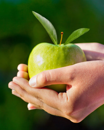Closeup shot of a green apple being held in the palms of a hand.の写真素材
