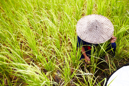 Living off the land. A worker kneels and prepares to begin harvesting the rice crop - Thailand.の写真素材
