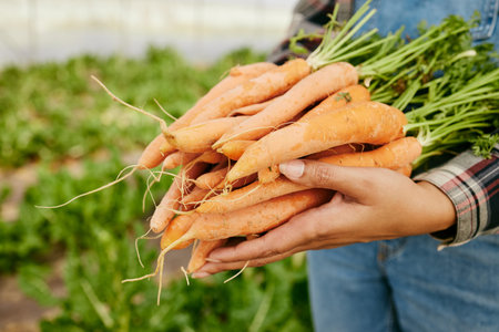 Appreciating what nature has to offer. an unrecognizable farmer holding a bunch of freshly harvested carrots.の写真素材