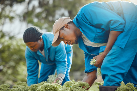 Promoting good health. a handsome young farmer standing with his colleague and harvesting kale.
