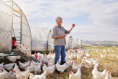 I give my chickens what they need and they return the favour. a mature man working on a poultry farm.の写真素材