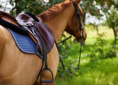 Sometimes a wild horse needs to feel that his rider. a horse standing outside.の写真素材