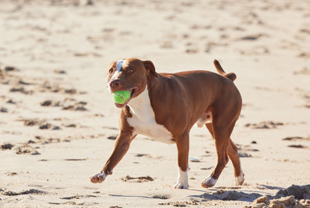 Hi honey, Im back from the hunt. an adorable pit bull playing with a ball at the beach.