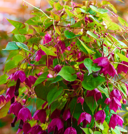 Beautiful flowers from my garden. A series of beautiful garden photos.の写真素材