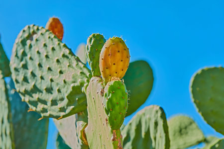 Cactus life - outdoor. Prickly Pear Cactus - outdoor image from Spain.